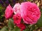 Bild der Rose 'Baronesse' (Beetrose)