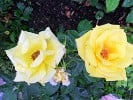 Bild der Rose 'Bayerngold' (Beetrose)
