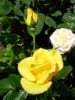 Bild der Rose 'Bayerngold' (Beetrose)