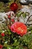 Bild der Rose 'Gebrüder Grimm' (Beetrose)