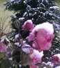 Bild der Rose 'Heimatmelodie' (Beetrose)