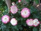 Bild der Rose 'Jubilé du Prince de Monaco' (Beetrose)