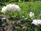 Kristall (Beetrose) Bild der Rose 'Kristall' (Beetrose)