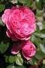 Leonardo da Vinci (Beetrose) Bild der Rose 'Leonardo da Vinci' (Beetrose)