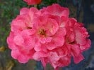 Bild der Rose 'MaxiVita' (Beetrose)