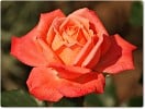 Bild der Rose 'Roletta' (Beetrose)