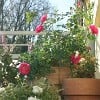 Heidetraum (Bodendecker) Bild der Rose 'Heidetraum' (Bodendecker)