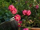 Purple Rain (Bodendecker) Bild der Rose 'Purple Rain' (Bodendecker)