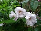 Schneekoppe (Bodendecker) Bild der Rose 'Schneekoppe' (Bodendecker)