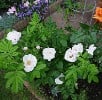 Schneekoppe (Bodendecker) Bild der Rose 'Schneekoppe' (Bodendecker)