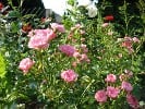 The Fairy (Bodendecker) Bild der Rose 'The Fairy' (Bodendecker)