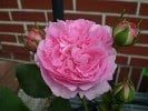 Louise Odier (Bourbonrose) Bild der Rose 'Louise Odier' (Bourbonrose)
