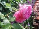 Louise Odier (Bourbonrose) Bild der Rose 'Louise Odier' (Bourbonrose)