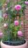 Louise Odier (Bourbonrose) Bild der Rose 'Louise Odier' (Bourbonrose)