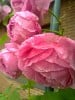 Louise Odier (Bourbonrose) Bild der Rose 'Louise Odier' (Bourbonrose)