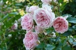 Mme Ernest Calvat (Bourbonrose) Bild der Rose 'Mme Ernest Calvat' (Bourbonrose)