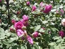 Mme. Isaac Pereire (Bourbonrose) Bild der Rose 'Mme. Isaac Pereire' (Bourbonrose)