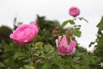 Prince Napoléon (Bourbonrose) Bild der Rose 'Prince Napoléon' (Bourbonrose)