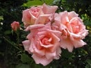 Picture of the rose 'Compassion' (Climbing Rose)