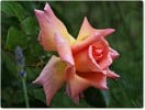 Picture of the rose 'Compassion' (Climbing Rose)