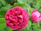 Rose de Resht (Damaszenerrose) Bild der Rose 'Rose de Resht' (Damaszenerrose)