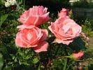 Aachener Dom (Edelrose) Bild der Rose 'Aachener Dom' (Edelrose)
