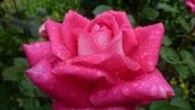 Bild der Rose 'Acapella' (Edelrose)