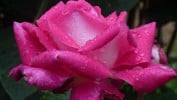 Bild der Rose 'Acapella' (Edelrose)
