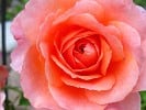 Albrecht Dürer (Edelrose) Bild der Rose 'Albrecht Dürer' (Edelrose)