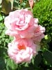Andre le Notre (Edelrose) Bild der Rose 'Andre le Notre' (Edelrose)