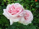 Andre le Notre (Edelrose) Bild der Rose 'Andre le Notre' (Edelrose)