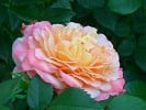 Bild der Rose 'Augusta Luise' (Edelrose)