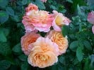 Bild der Rose 'Augusta Luise' (Edelrose)