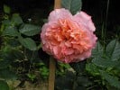 Bild der Rose 'Augusta Luise' (Edelrose)