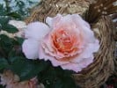 Bild der Rose 'Augusta Luise' (Edelrose)
