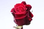 Bild der Rose 'Ballade DDR' (Edelrose)