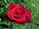 Barkarole (Edelrose) Bild der Rose 'Barkarole' (Edelrose)