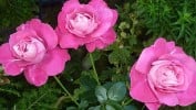 Baronne E. de Rothschild (Edelrose) Bild der Rose 'Baronne E. de Rothschild' (Edelrose)