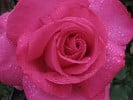 Baronne E. de Rothschild (Edelrose) Bild der Rose 'Baronne E. de Rothschild' (Edelrose)
