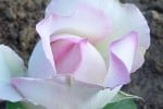 Biedermeier Garden (Edelrose) Bild der Rose 'Biedermeier Garden' (Edelrose)