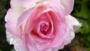 Biedermeier Garden (Edelrose) Bild der Rose 'Biedermeier Garden' (Edelrose)