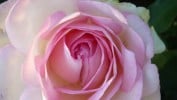 Biedermeier Garden (Edelrose) Bild der Rose 'Biedermeier Garden' (Edelrose)
