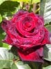 Bild der Rose 'Black Baccara' (Edelrose)