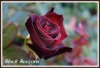 Bild der Rose 'Black Baccara' (Edelrose)