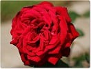 Burgund (Edelrose) Bild der Rose 'Burgund' (Edelrose)