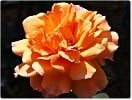 Caffeeteria (Edelrose) Bild der Rose 'Caffeeteria' (Edelrose)