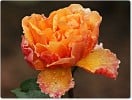 Caffeeteria (Edelrose) Bild der Rose 'Caffeeteria' (Edelrose)