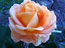 Cappuccino (Edelrose) Bild der Rose 'Cappuccino' (Edelrose)