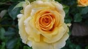 Cappuccino (Edelrose) Bild der Rose 'Cappuccino' (Edelrose)