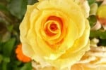 Cappuccino (Edelrose) Bild der Rose 'Cappuccino' (Edelrose)